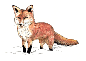 Stadtfuchs (Rotfuchs)