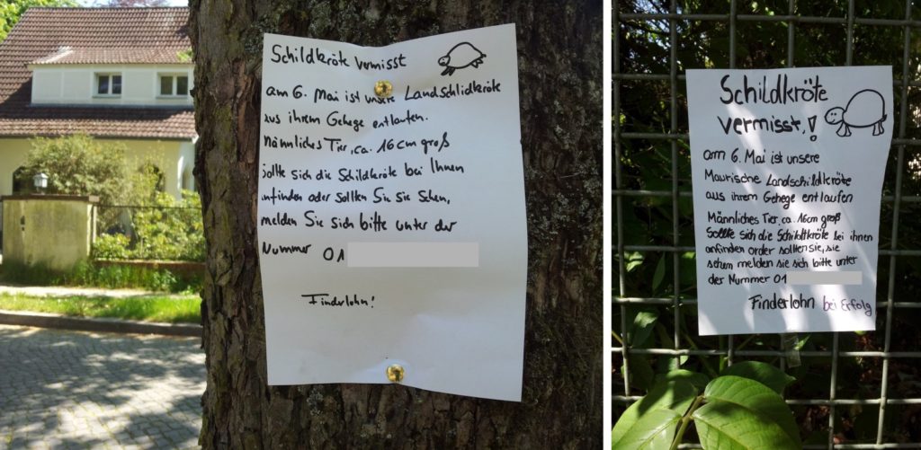 Schildkröte vermisst